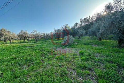 Helårsgrund i Ourem, Santarem, Ourem - € 35.000 | Ref: 1357 - foto 4