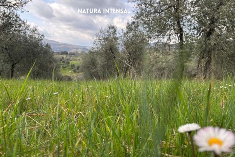 Villa i Roccastrada, Grosseto, Roccastrada - € 25.000 | Ref: __trashed-1010178 - foto 3