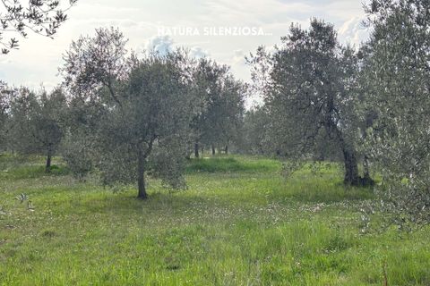 Villa i Roccastrada, Grosseto, Roccastrada - € 25.000 | Ref: __trashed-1010178 - foto 10