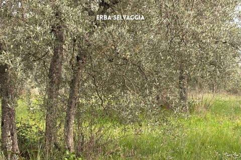 Villa i Roccastrada, Grosseto, Roccastrada - € 25.000 | Ref: __trashed-1010178 - foto 11