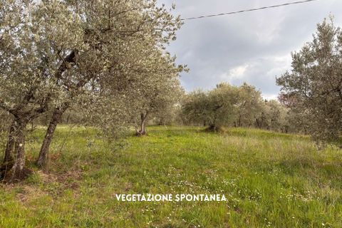 Villa i Roccastrada, Grosseto, Roccastrada - € 25.000 | Ref: __trashed-1010178 - foto 13