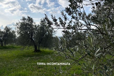Villa i Roccastrada, Grosseto, Roccastrada - € 25.000 | Ref: __trashed-1010178 - foto 17