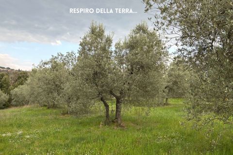 Villa i Roccastrada, Grosseto, Roccastrada - € 25.000 | Ref: __trashed-1010178 - foto 19