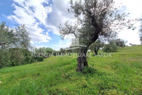 Erhvervsejendom i Alghero, Sassari, Alghero - € 65.000 | Ref: ALG103 - foto 16