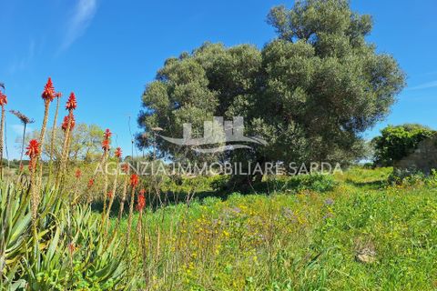 Villa i Alghero, Sassari, Alghero - € 180.000 | Ref: ALG105 - foto 26