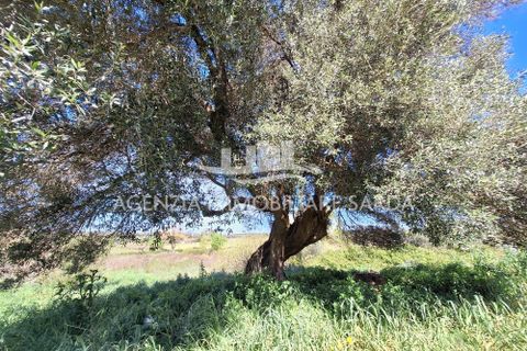 Villa i Alghero, Sassari, Alghero - € 180.000 | Ref: ALG105 - foto 37