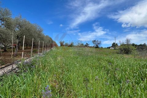 Helårsgrund i Sassari, Sassari, Sassari - € 25.000 | Ref: 13964 - foto 8