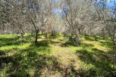 Terra a Sassari, Sassari, Sassari - € 12.000 | Ref: 13965 - foto 2