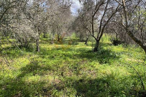 Terra a Sassari, Sassari, Sassari - € 12.000 | Ref: 13965 - foto 3