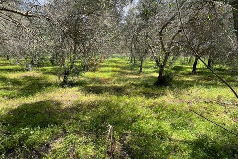 Terra a Sassari, Sassari, Sassari - € 12.000 | Ref: 13965 - foto 4