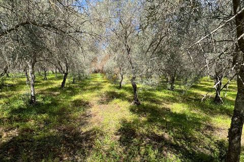 Terra a Sassari, Sassari, Sassari - € 12.000 | Ref: 13965 - foto 5