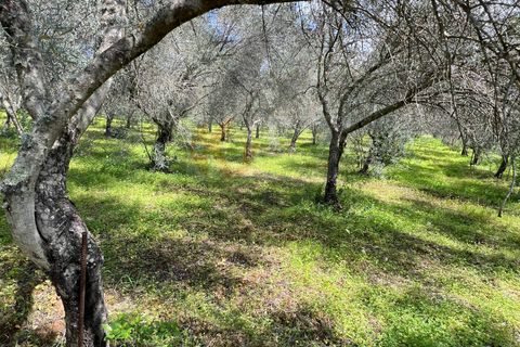 Terra a Sassari, Sassari, Sassari - € 12.000 | Ref: 13965 - foto 6