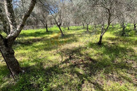 Terra a Sassari, Sassari, Sassari - € 12.000 | Ref: 13965 - foto 7