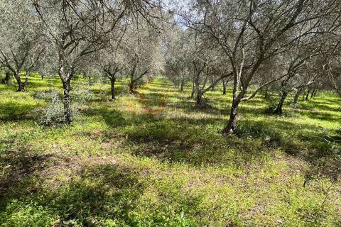 Terra a Sassari, Sassari, Sassari - € 12.000 | Ref: 13965 - foto 8