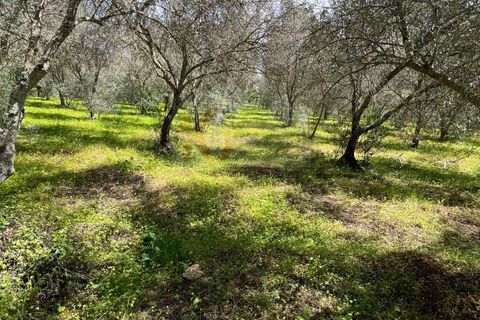 Terra a Sassari, Sassari, Sassari - € 12.000 | Ref: 13965 - foto 9