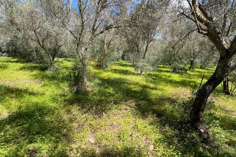Terra a Sassari, Sassari, Sassari - € 12.000 | Ref: 13965 - foto 10