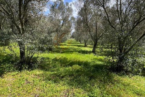 Terra a Sassari, Sassari, Sassari - € 12.000 | Ref: 13965 - foto 11