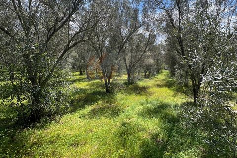 Terra a Sassari, Sassari, Sassari - € 12.000 | Ref: 13965 - foto 12