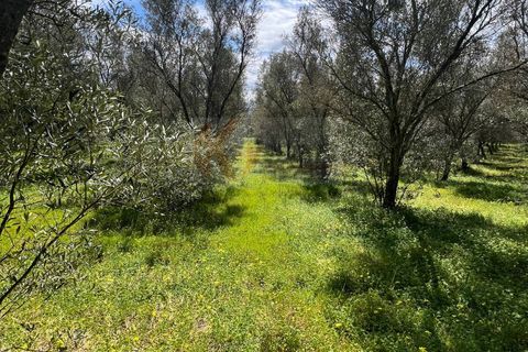 Terra a Sassari, Sassari, Sassari - € 12.000 | Ref: 13965 - foto 13