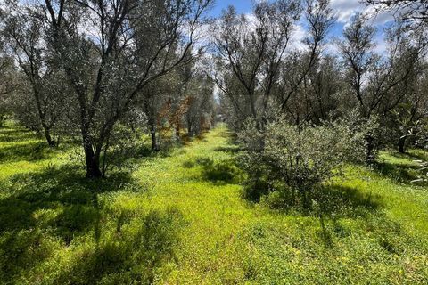 Terra a Sassari, Sassari, Sassari - € 12.000 | Ref: 13965 - foto 14