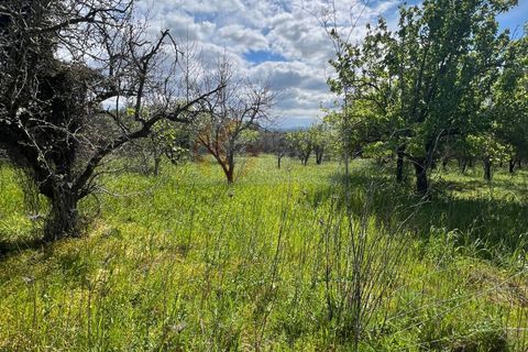 Terra a Sassari, Sassari, Sassari - € 12.000 | Ref: 13965 - foto 15