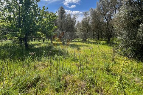 Terra a Sassari, Sassari, Sassari - € 12.000 | Ref: 13965 - foto 16