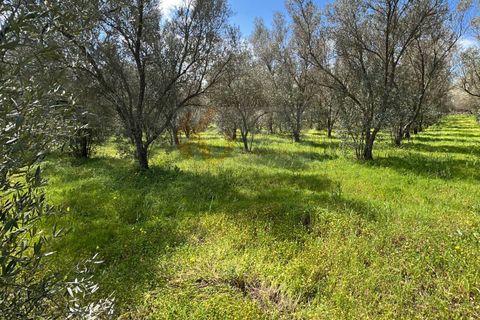 Terra a Sassari, Sassari, Sassari - € 12.000 | Ref: 13965 - foto 17
