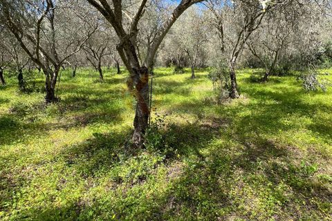 Terra a Sassari, Sassari, Sassari - € 12.000 | Ref: 13965 - foto 18