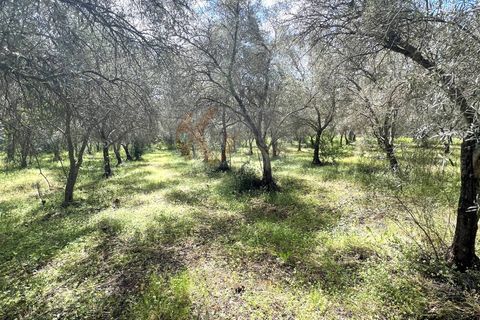 Terra a Sassari, Sassari, Sassari - € 12.000 | Ref: 13965 - foto 19