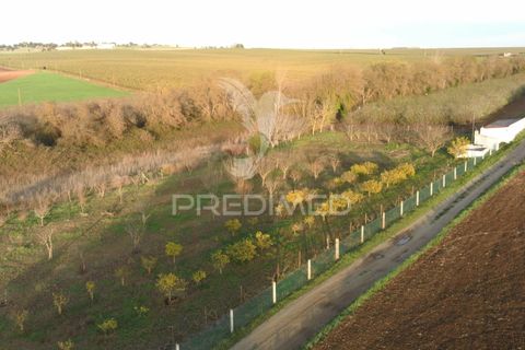 Helårsgrund i Beja, Beja, Beja - € 44.900 | Ref: 035712 - foto 13