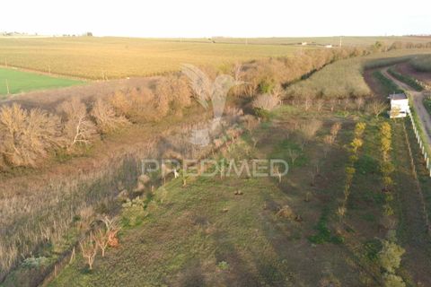 Helårsgrund i Beja, Beja, Beja - € 44.900 | Ref: 035712 - foto 14
