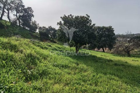 Terra a Alcanena, Santarem, Alcanena - € 45.000 | Ref: 035726 - foto 9