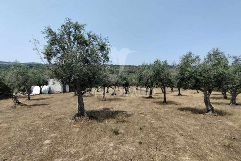 Terra a Castelo de Vide, Portalegre, Castelo de Vide - € 45.000 | Ref: 038119 - foto 3