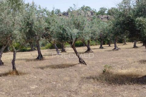 Terra a Castelo de Vide, Portalegre, Castelo de Vide - € 45.000 | Ref: 038119 - foto 4