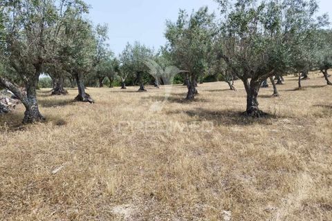 Terra a Castelo de Vide, Portalegre, Castelo de Vide - € 45.000 | Ref: 038119 - foto 6