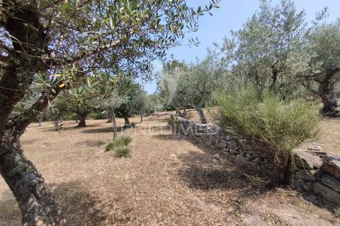 Terra a Castelo de Vide, Portalegre, Castelo de Vide - € 45.000 | Ref: 038119 - foto 7