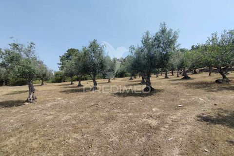 Terra a Castelo de Vide, Portalegre, Castelo de Vide - € 45.000 | Ref: 038119 - foto 8