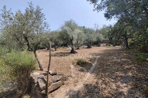 Terra a Castelo de Vide, Portalegre, Castelo de Vide - € 45.000 | Ref: 038119 - foto 10