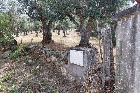 Terra a Castelo de Vide, Portalegre, Castelo de Vide - € 45.000 | Ref: 038119 - foto 11