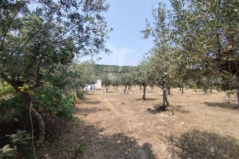 Terra a Castelo de Vide, Portalegre, Castelo de Vide - € 45.000 | Ref: 038119 - foto 12