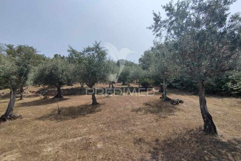 Terra a Castelo de Vide, Portalegre, Castelo de Vide - € 45.000 | Ref: 038119 - foto 13