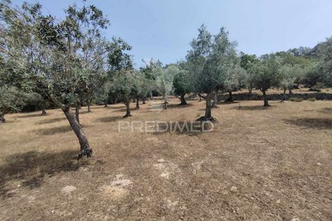 Terra a Castelo de Vide, Portalegre, Castelo de Vide - € 45.000 | Ref: 038119 - foto 14