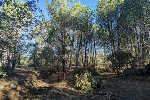 Terra a Alcanena, Santarem, Alcanena - € 40.000 | Ref: 041153 - foto 9