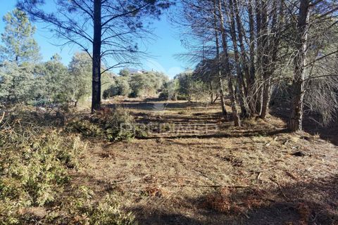 Terra a Alcanena, Santarem, Alcanena - € 40.000 | Ref: 041153 - foto 11