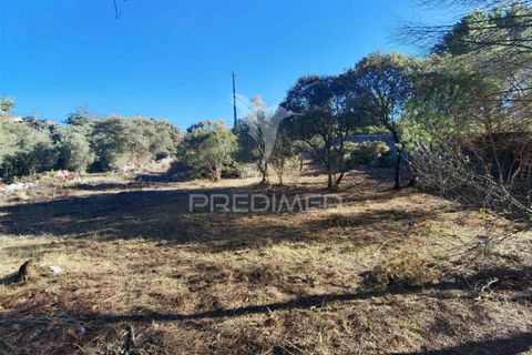 Terra a Alcanena, Santarem, Alcanena - € 40.000 | Ref: 041153 - foto 19