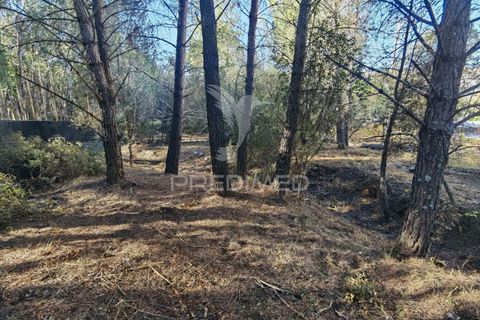 Terra a Alcanena, Santarem, Alcanena - € 40.000 | Ref: 041153 - foto 20