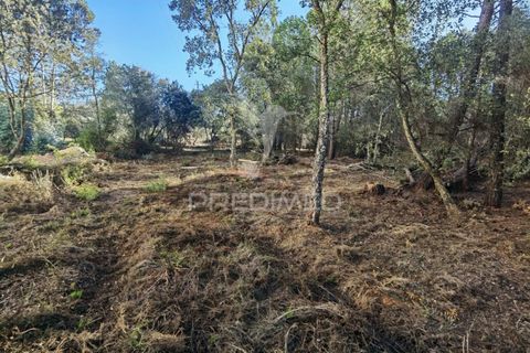 Terra a Alcanena, Santarem, Alcanena - € 40.000 | Ref: 041153 - foto 21