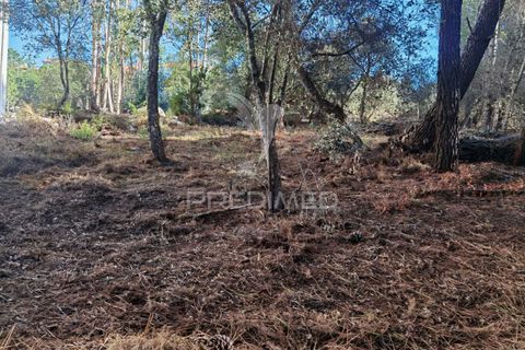 Terra a Alcanena, Santarem, Alcanena - € 40.000 | Ref: 041153 - foto 22