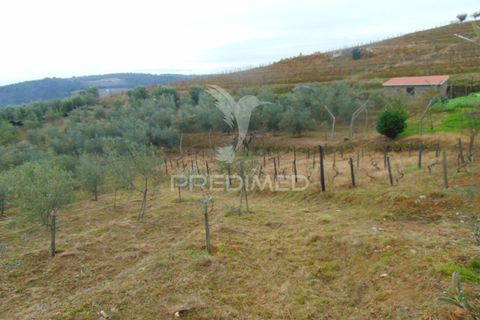 Helårsgrund i Vila Real, Vila Real, Vila Real - € 80.000 | Ref: 041240 - foto 4