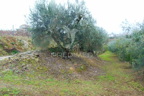 Helårsgrund i Vila Real, Vila Real, Vila Real - € 80.000 | Ref: 041240 - foto 18